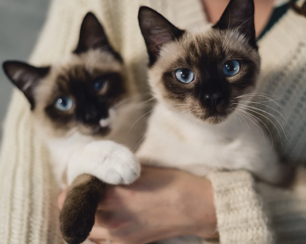 automatic small pet feeder