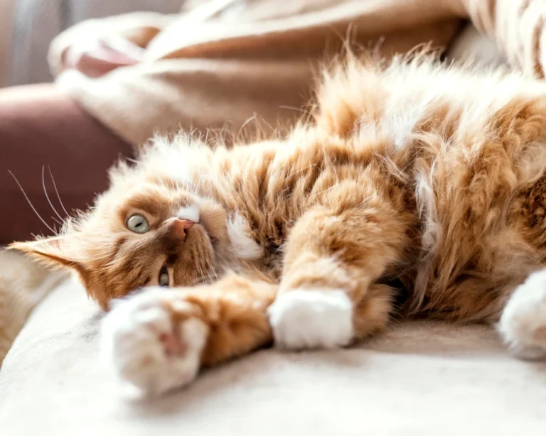 automatic pet feeder for multiple cats