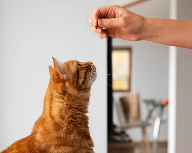 food dispenser for pets